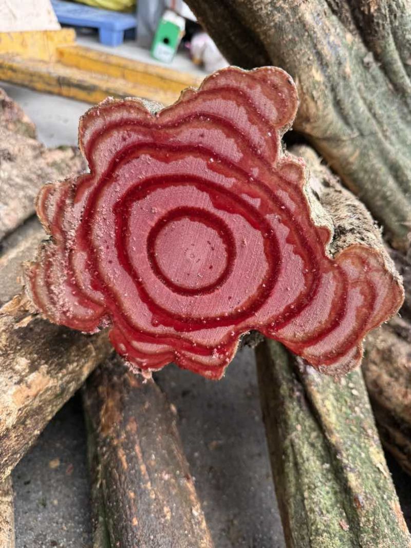 大量出售鸡血藤鲜货，深红色的汁液，独特的药用价值；鸡血藤泡酒