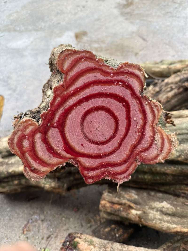 大量出售鸡血藤鲜货，深红色的汁液，独特的药用价值；鸡血藤泡酒
