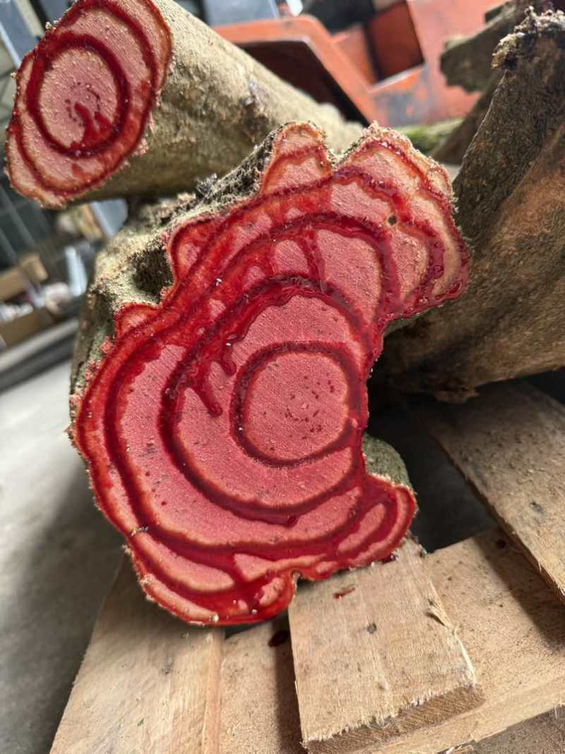 大量出售鸡血藤鲜货，深红色的汁液，独特的药用价值；鸡血藤泡酒