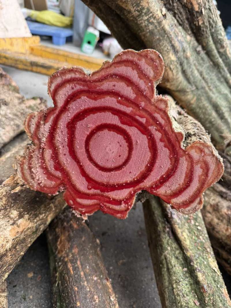 大量出售鸡血藤鲜货，深红色的汁液，独特的药用价值；鸡血藤泡酒