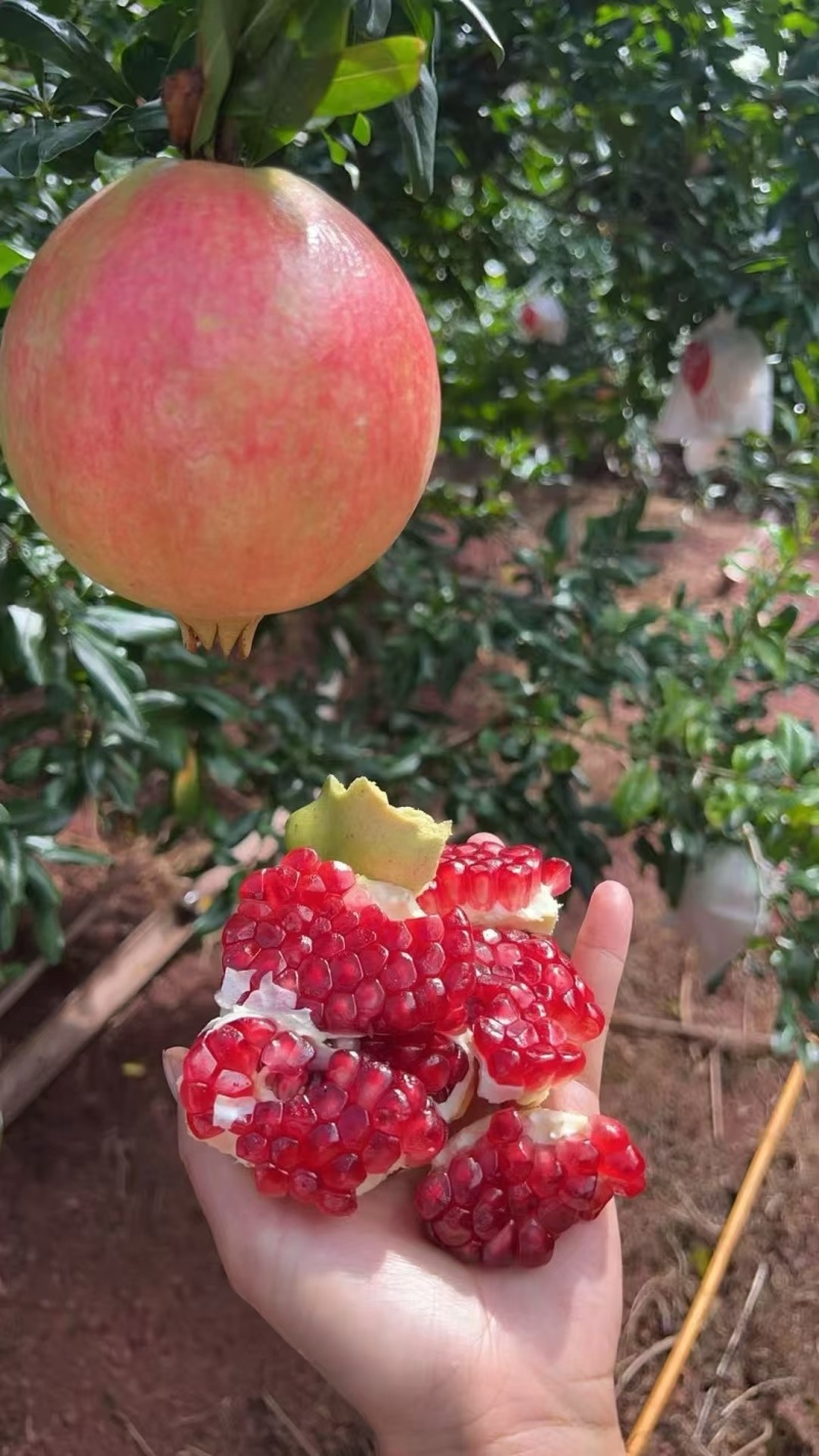 会理突尼斯软籽石榴开售