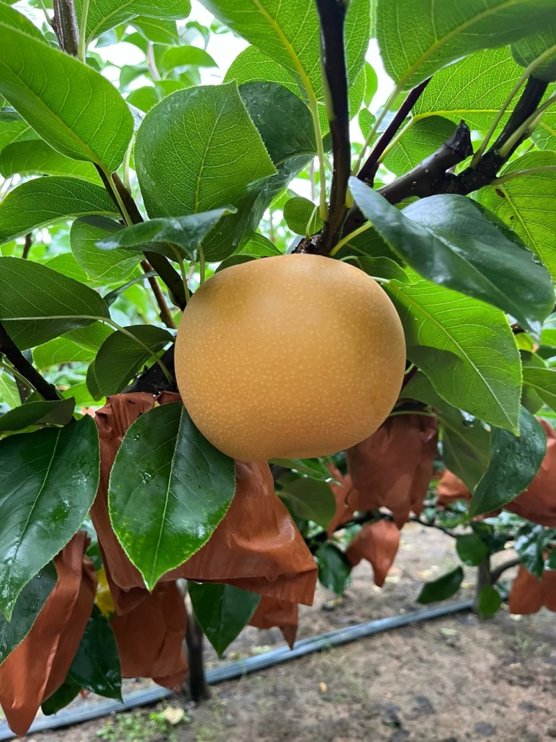 秋月梨大量上市说出你的需求标准货量质量交给我