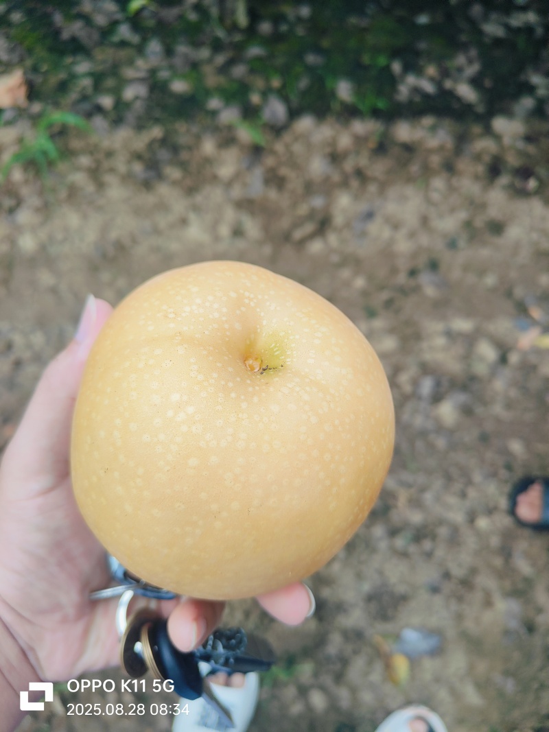 秋月梨大量上市说出你的需求标准货量质量交给我