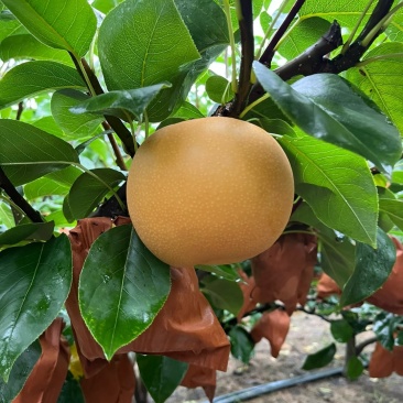 秋月梨代办说出你的品质要求货量质量交给我