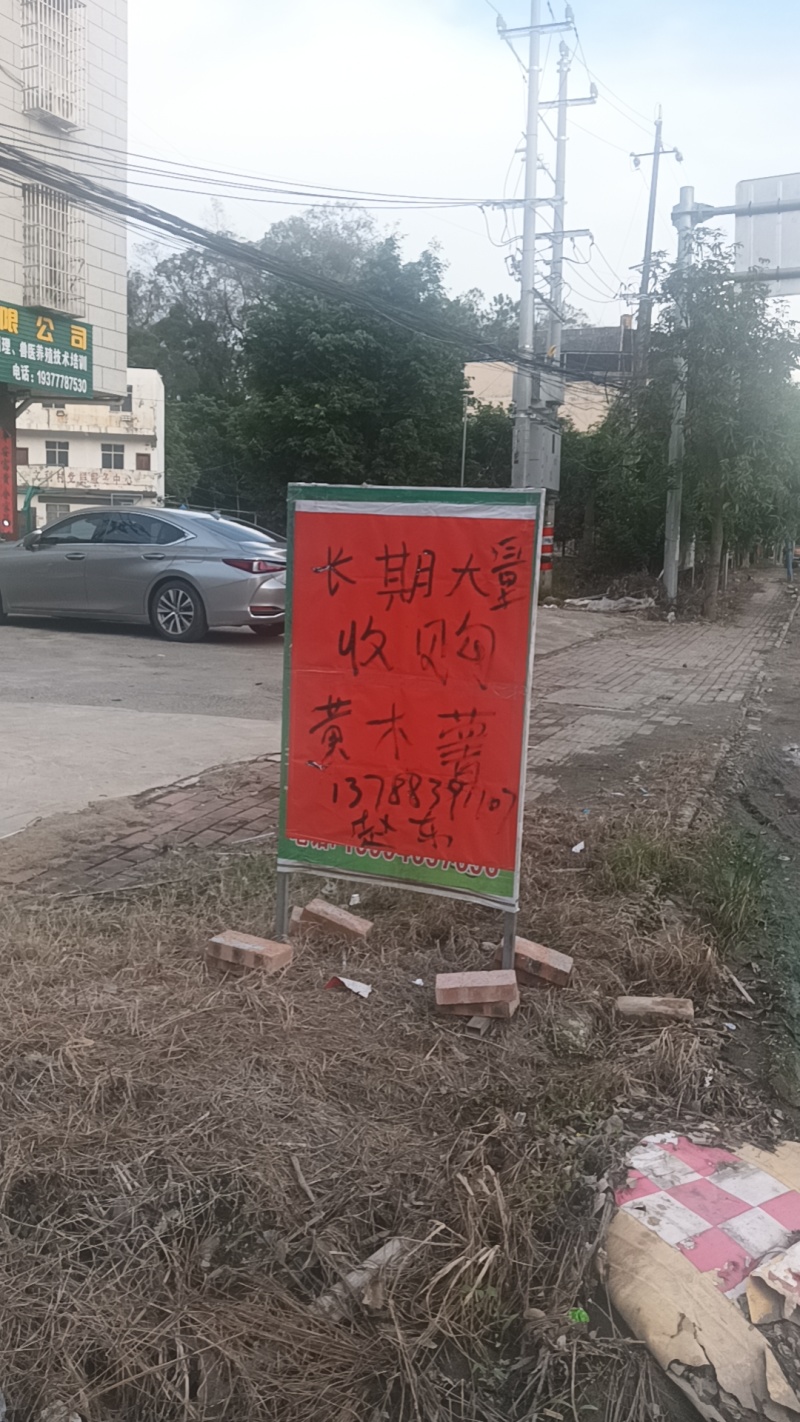 黄心木薯