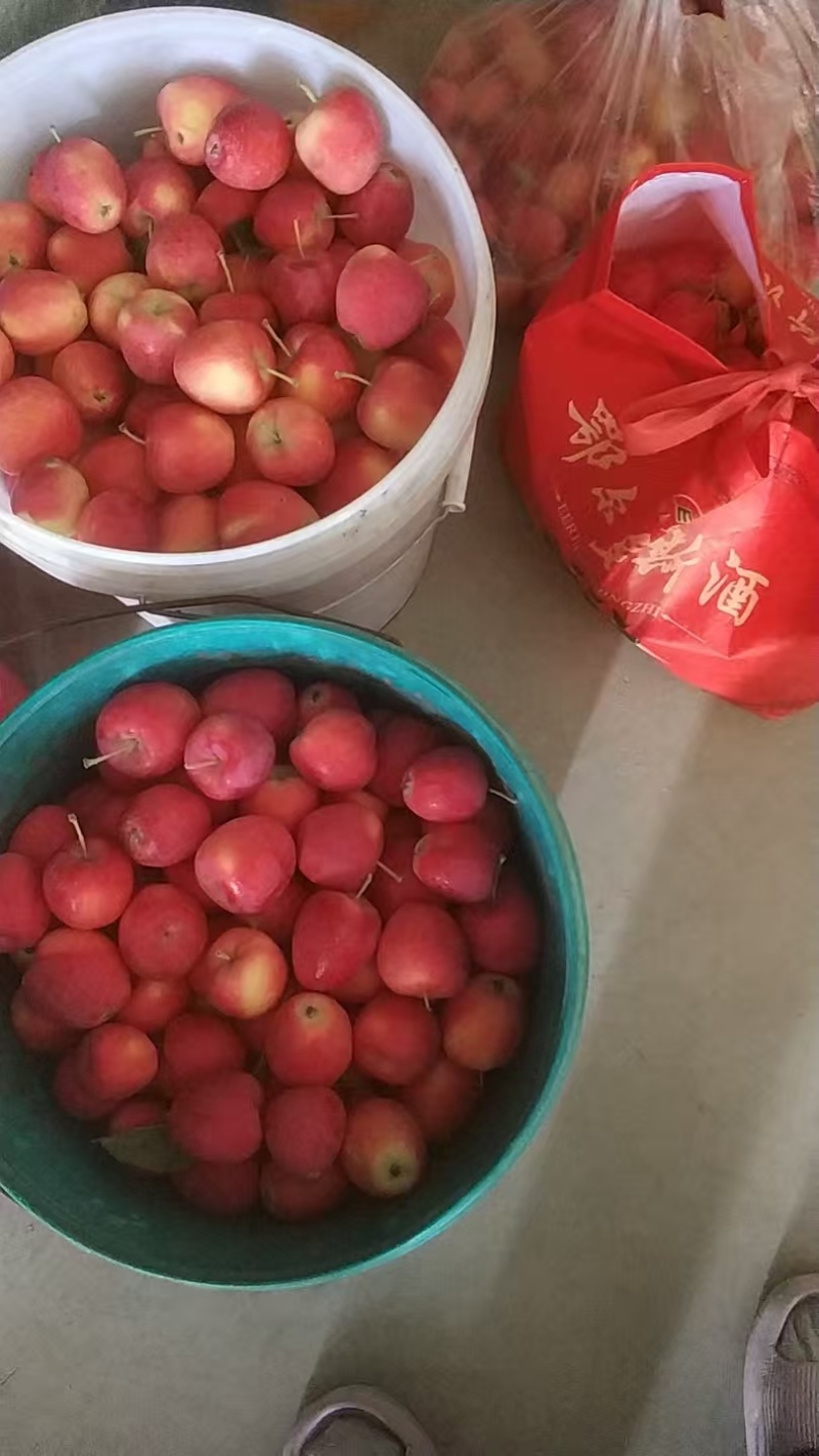 鸡心果