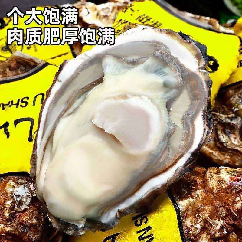 [新鲜生蚝]精品鲜活生蚝带壳鲜活打包发货薄壳大生蚝