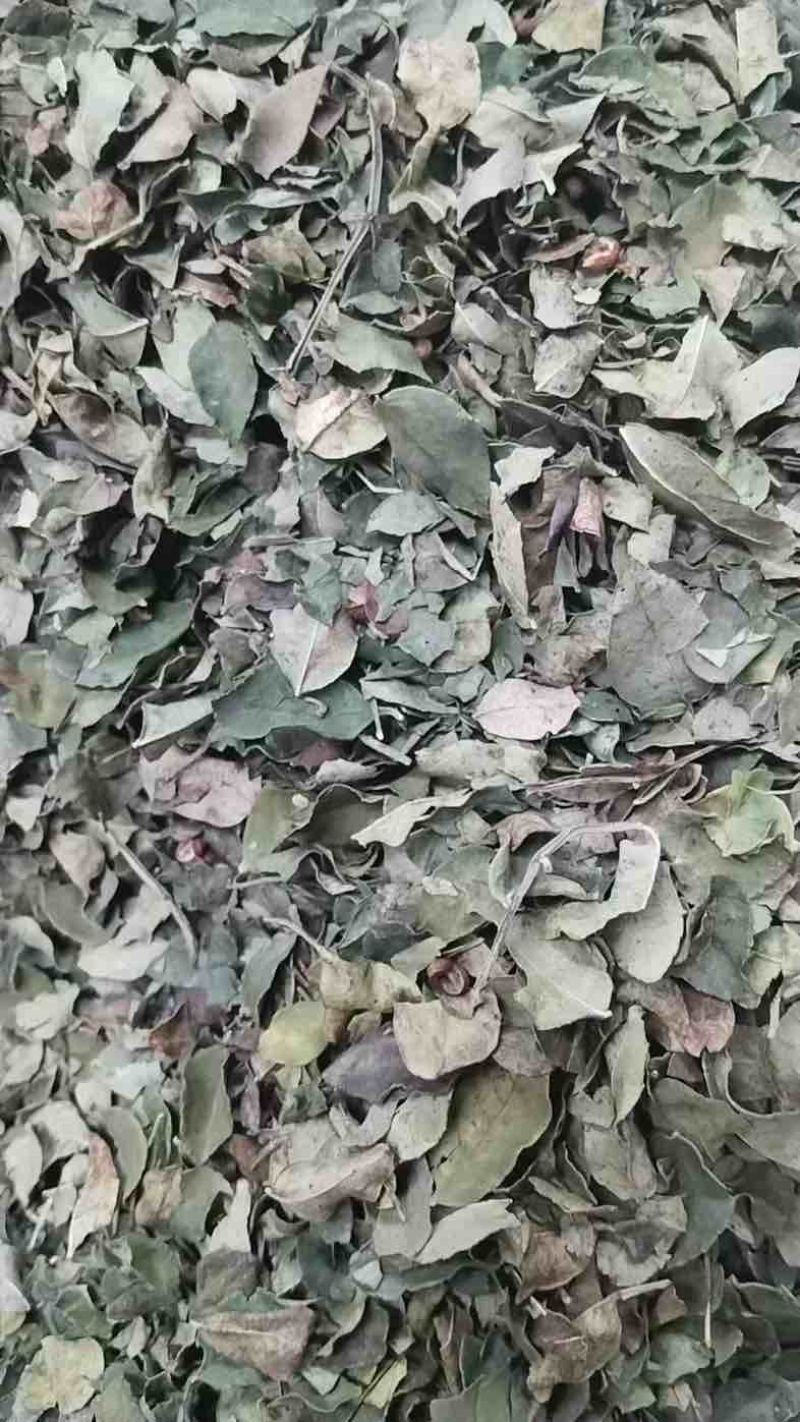 山西运城花椒叶