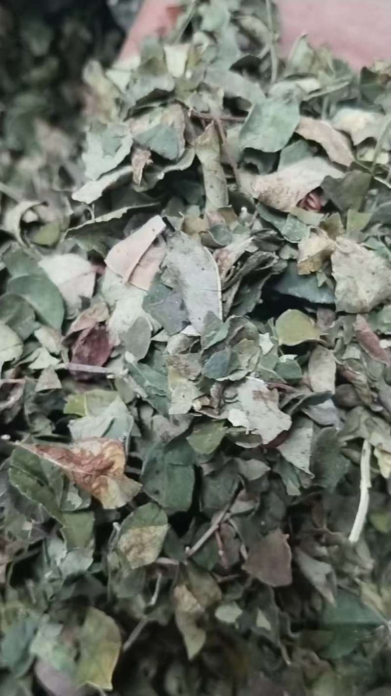 山西运城花椒叶