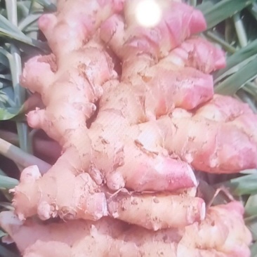 精品湖南二黄姜，一手货源，保质保量。