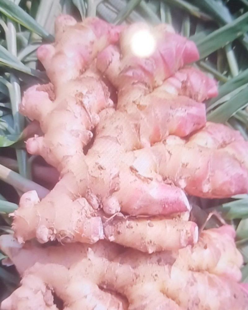精品湖南二黄姜，一手货源，保质保量。