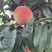 永莲蜜桃