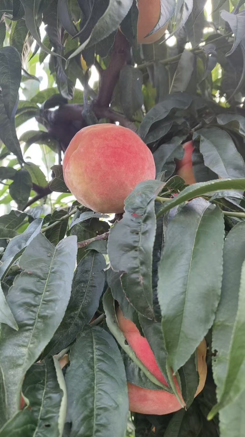 永莲蜜桃