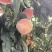永莲蜜桃