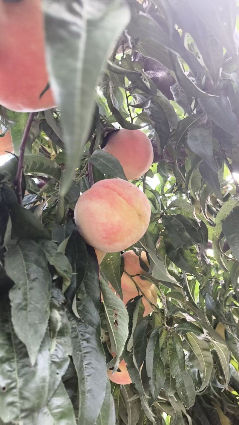 永莲蜜桃