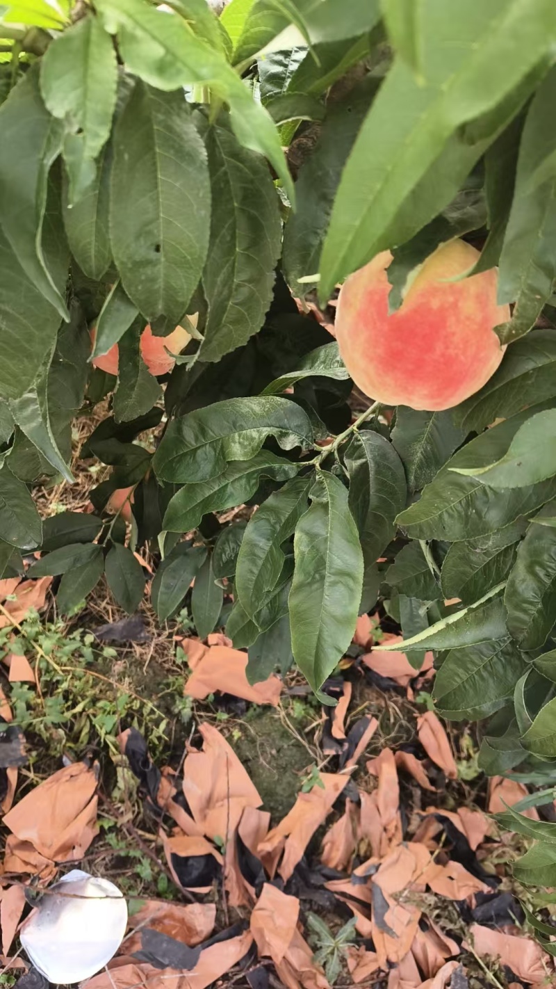 永莲蜜桃