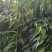 永莲蜜桃