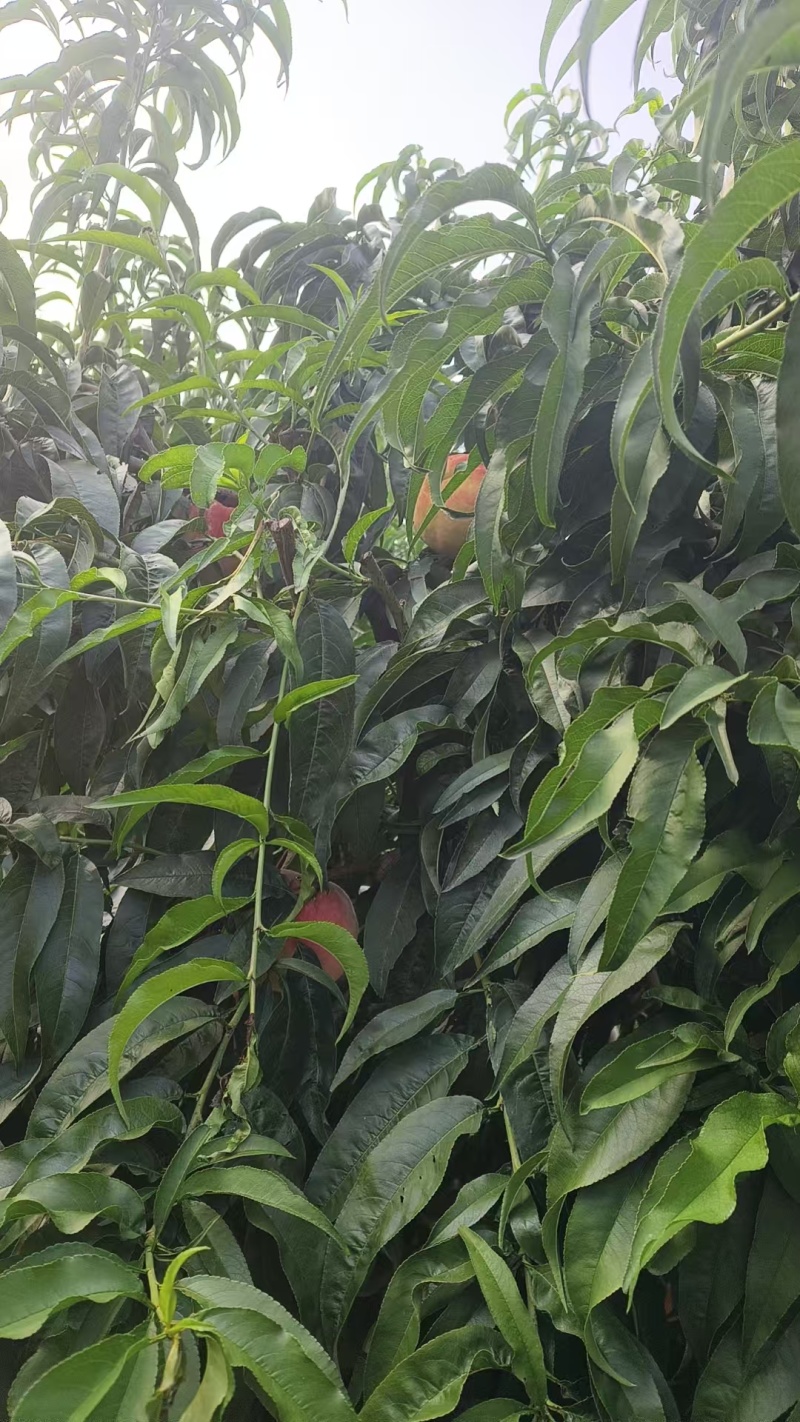 永莲蜜桃