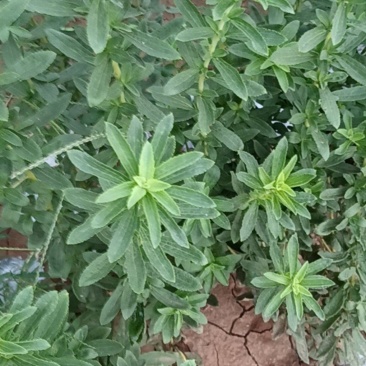 甜菊