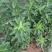 甜菊