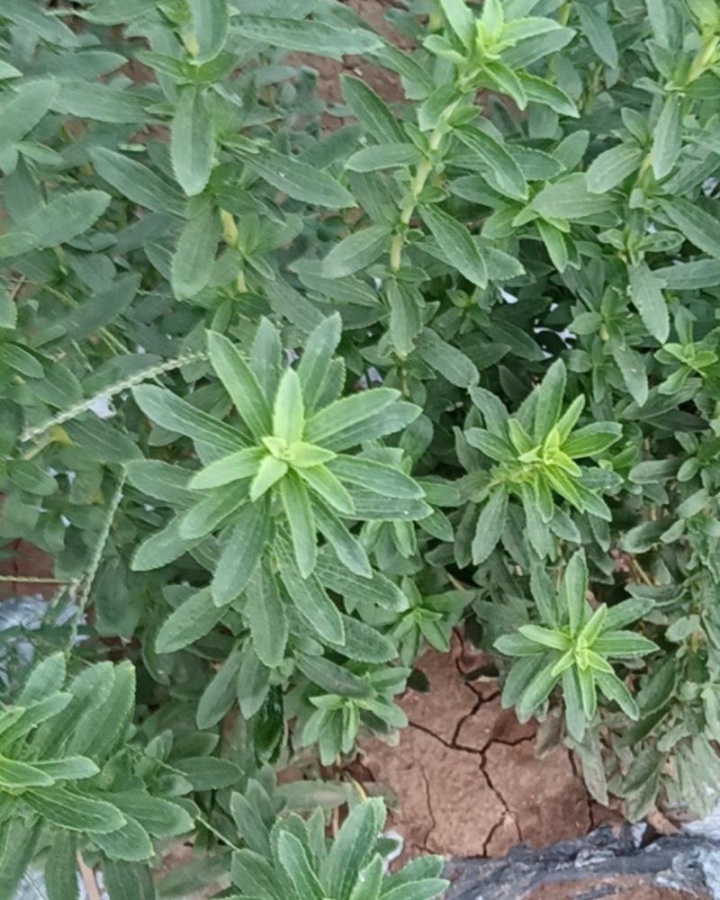 甜菊