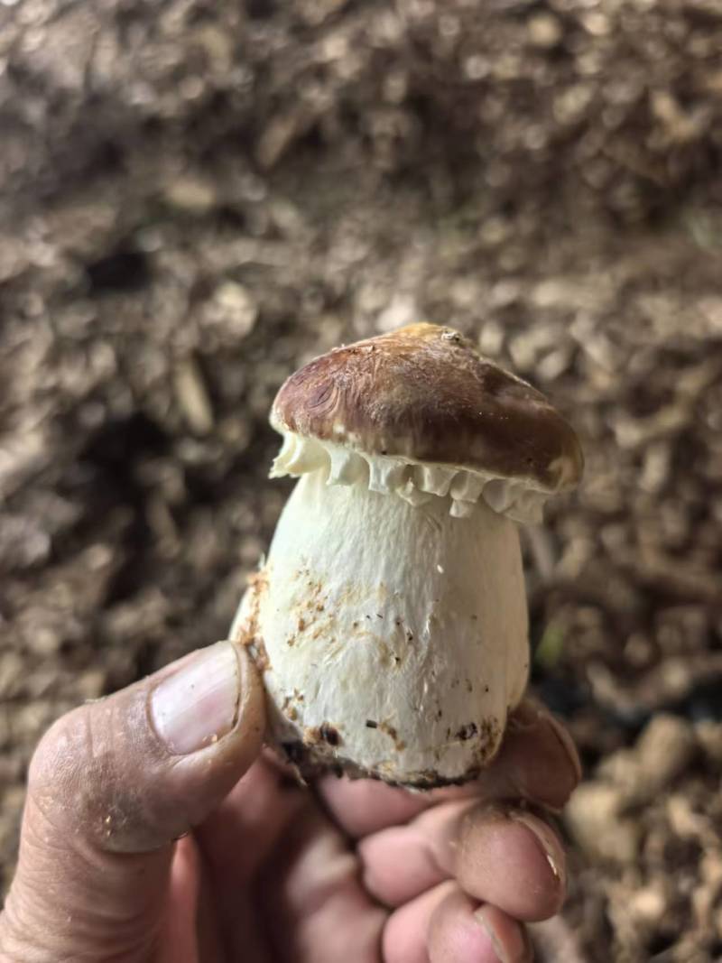赤松茸