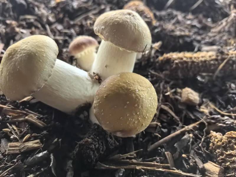 赤松茸