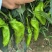 新茬301辣椒