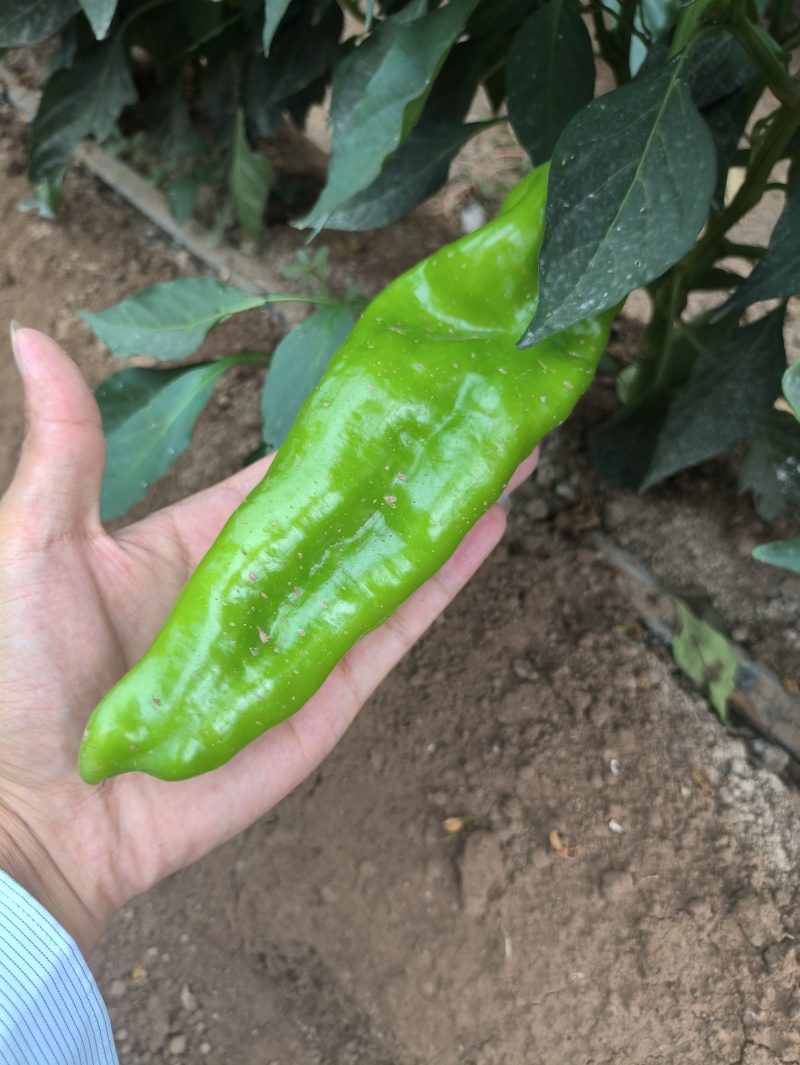 新茬301辣椒