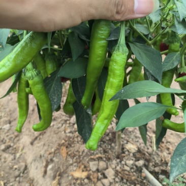 湘研55号，新茬
