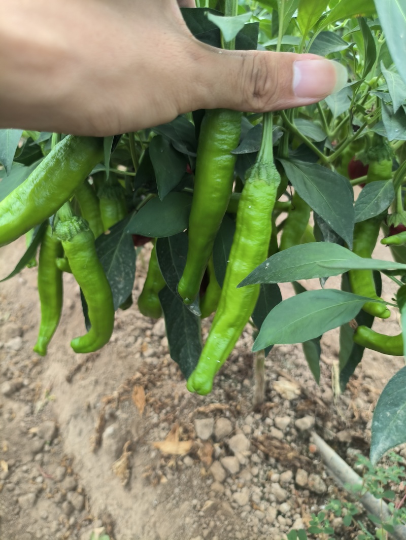 湘研55号，新茬