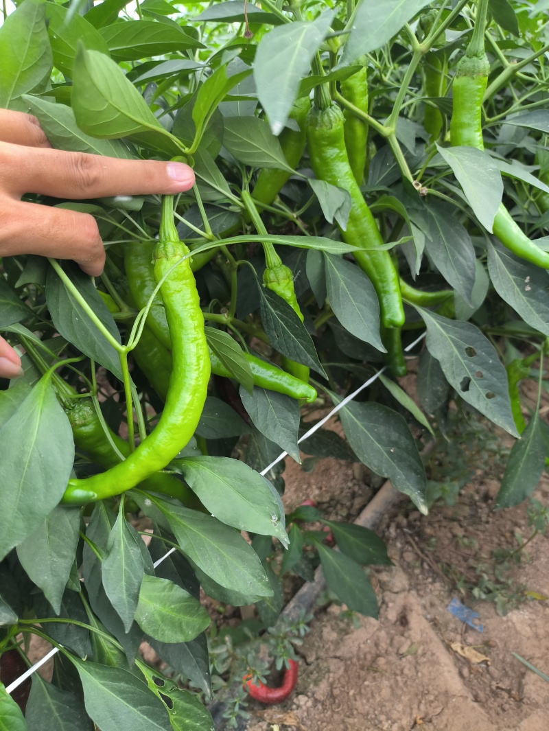 湘研55号，新茬