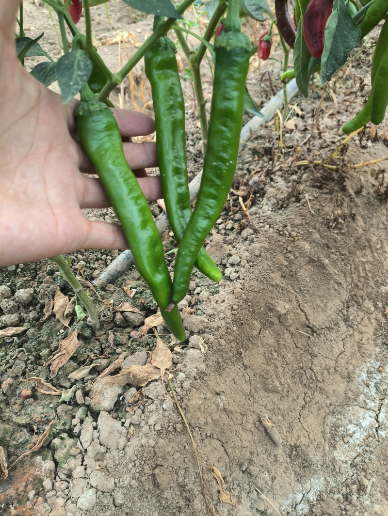 湘研55号，新茬