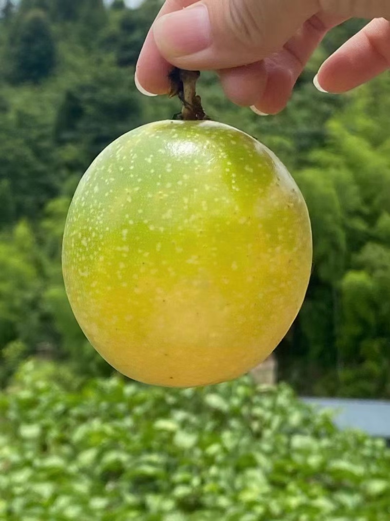 钦蜜9号百香果