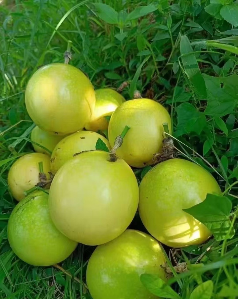 钦蜜9号百香果
