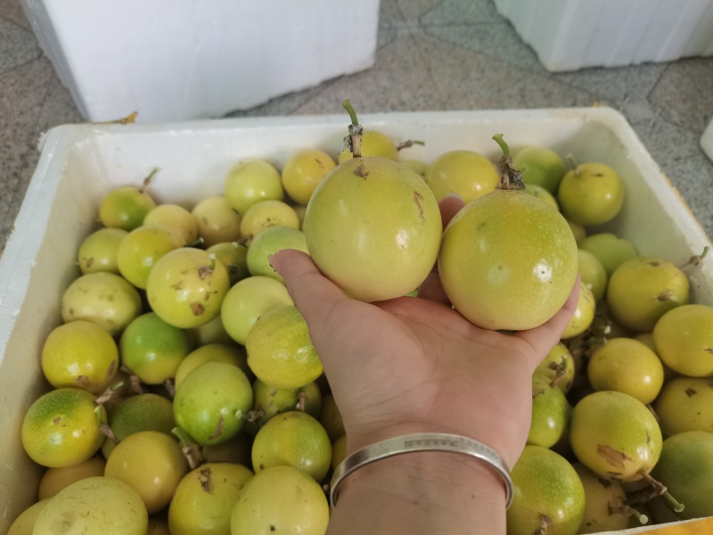 钦蜜9号百香果