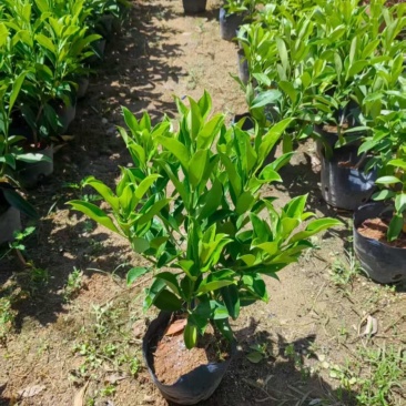 非洲茉莉