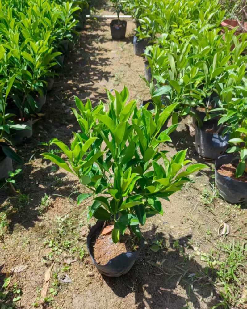 非洲茉莉