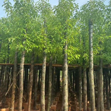 香樟树长期供应场地直供