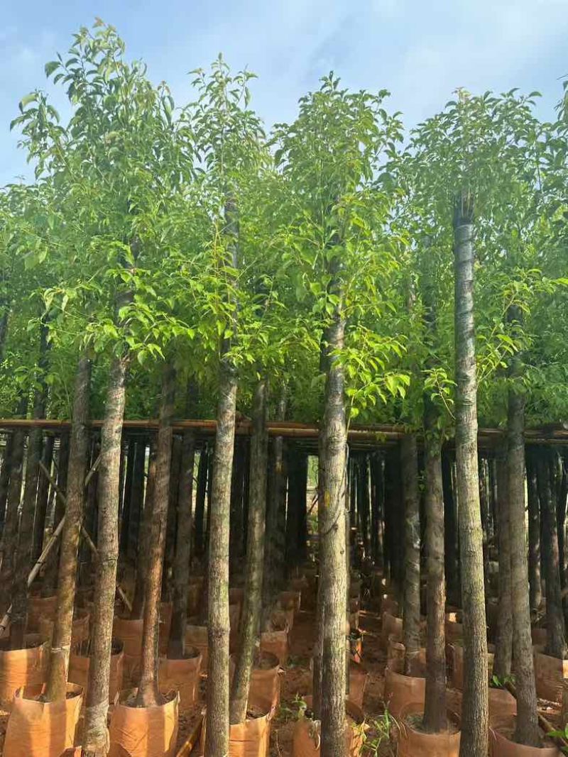 香樟树长期供应场地直供