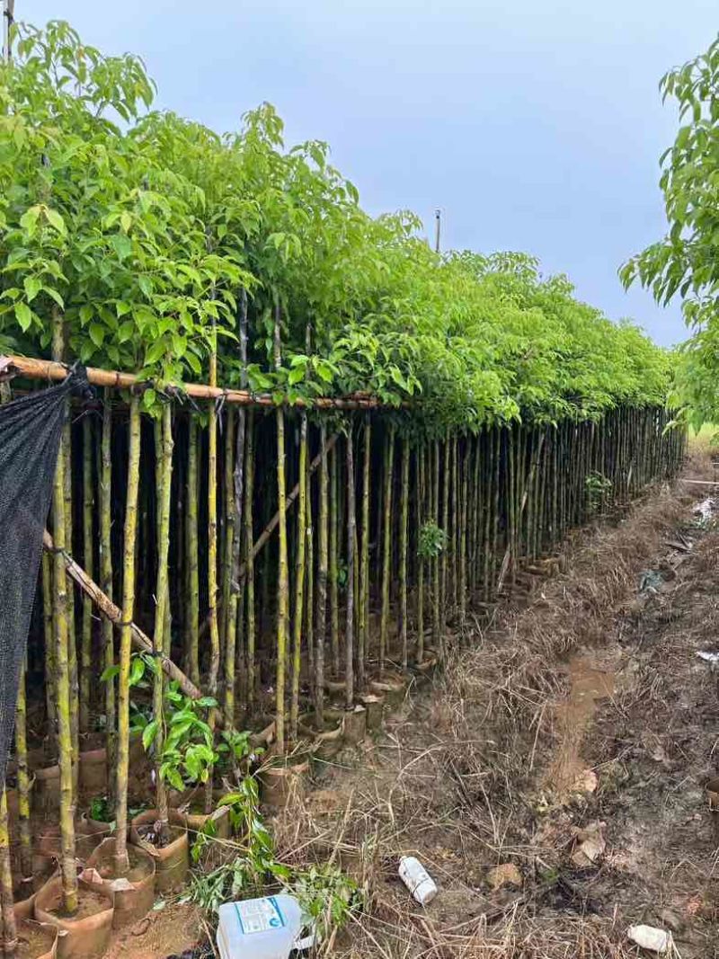 香樟树长期供应场地直供