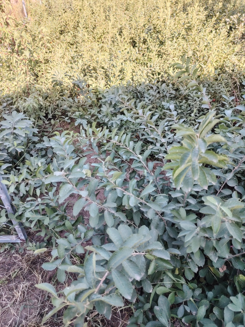 八年生钙果树苗成苗