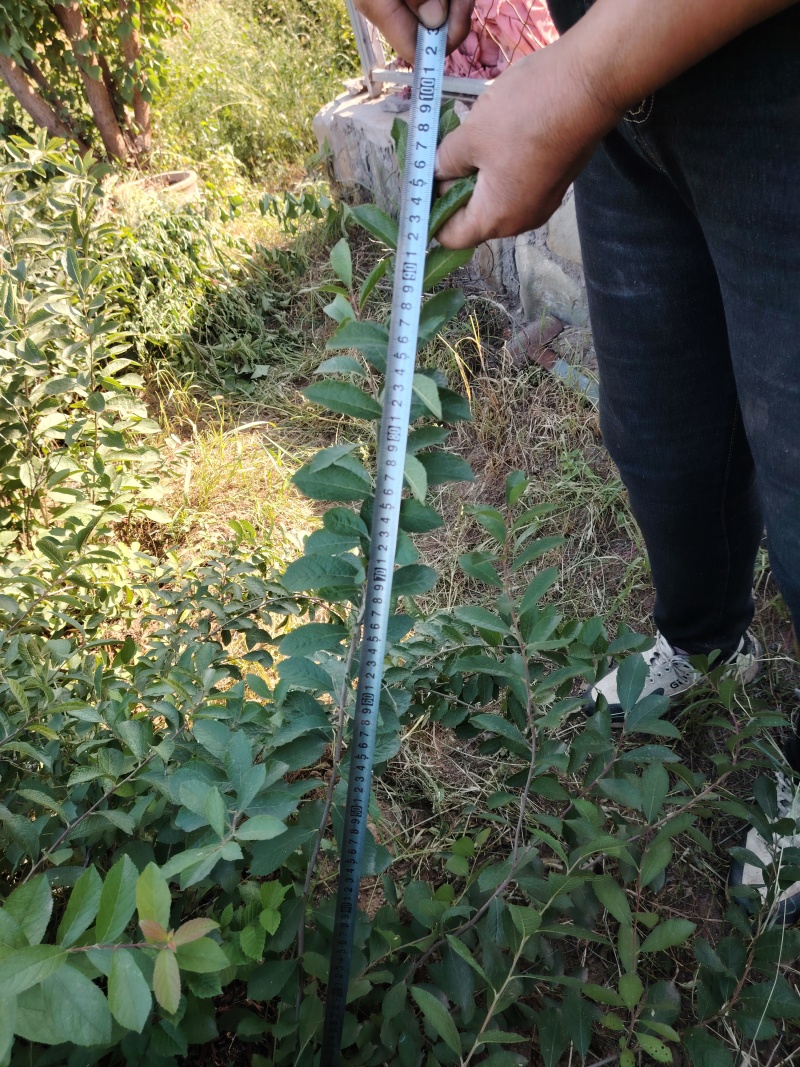 八年生钙果树苗成苗