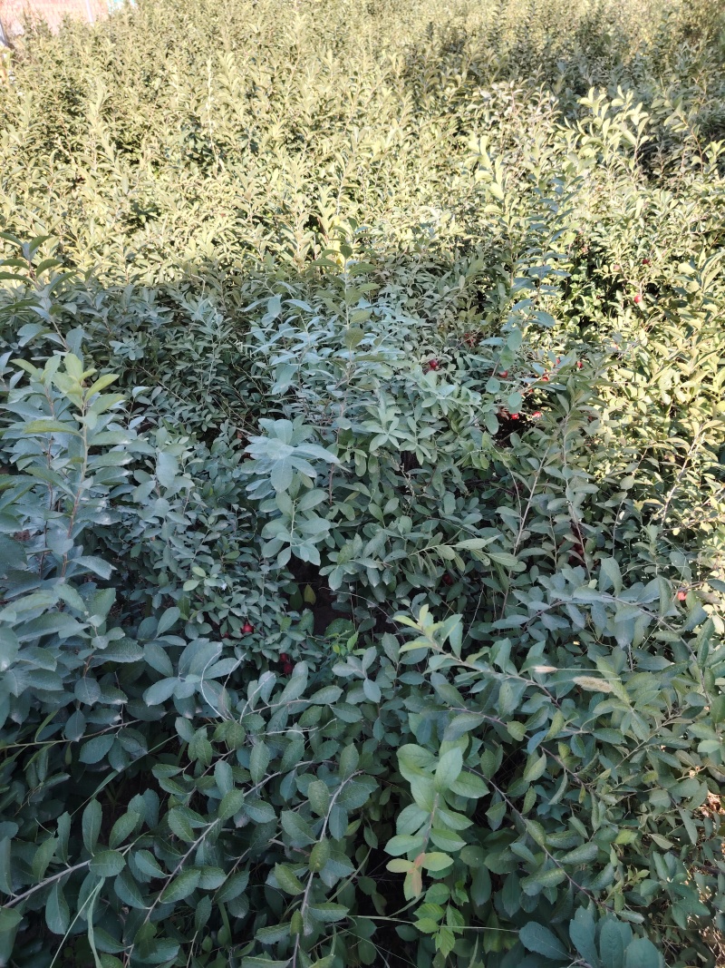八年生钙果树苗成苗