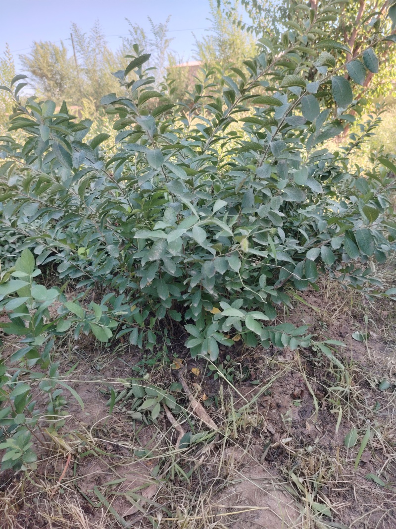 八年生钙果树苗成苗