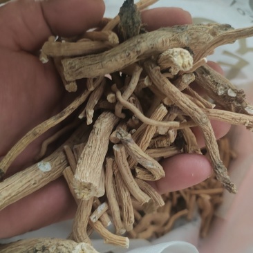 板蓝根通货