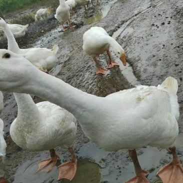 阳春鹅