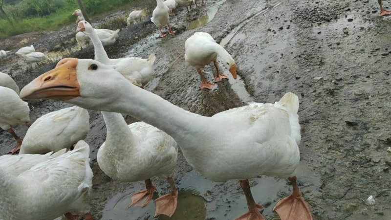 阳春鹅
