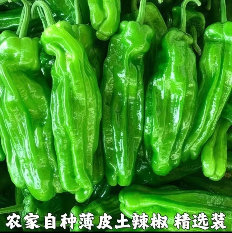 辣椒