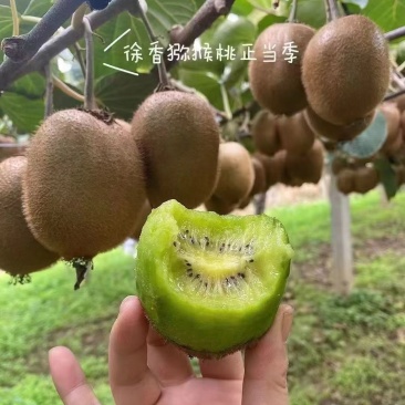 陕西眉县徐香猕猴桃